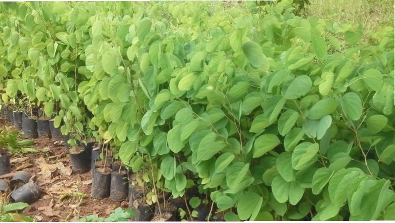 Cách trồng cây móng bò tím tại nhà