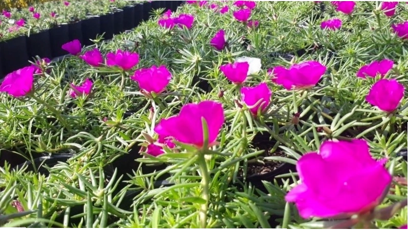 Cách trồng hoa mười giờ đơn giản, dễ thực hiện tại nhà