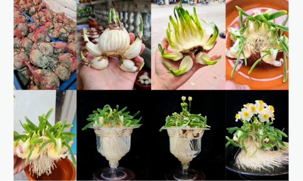 Cách trồng hoa thủy tiên trong nước