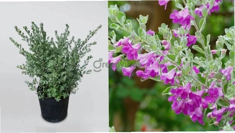 Cẩm tú cầu với hoa lớn rủ xuống ban công