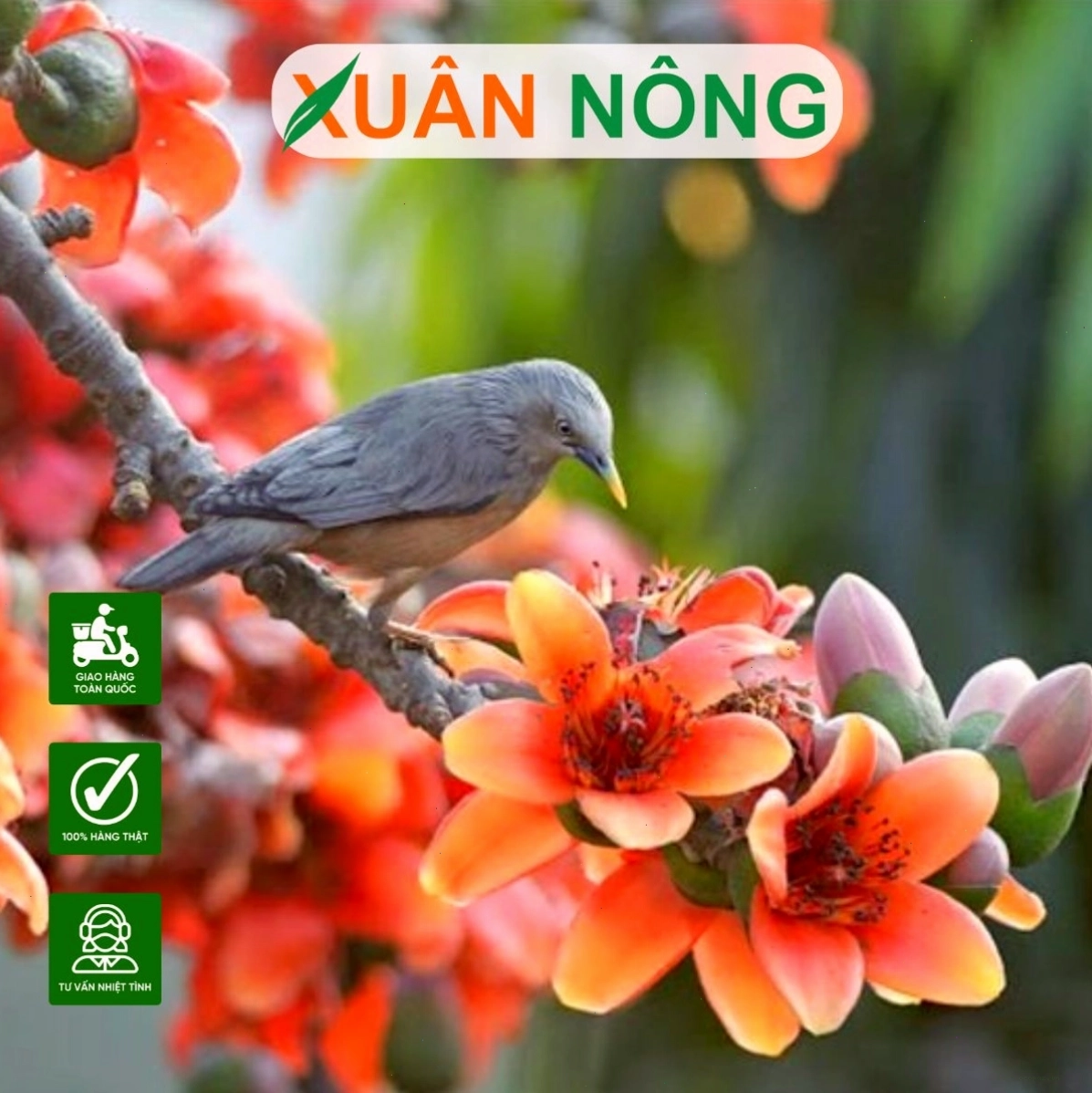 Cận cảnh bông hoa gạo trắng với nhụy vàng
