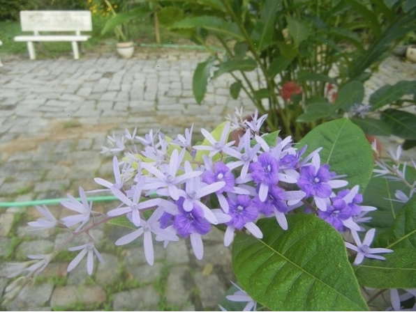 Cận cảnh chùm hoa mai xanh Thái