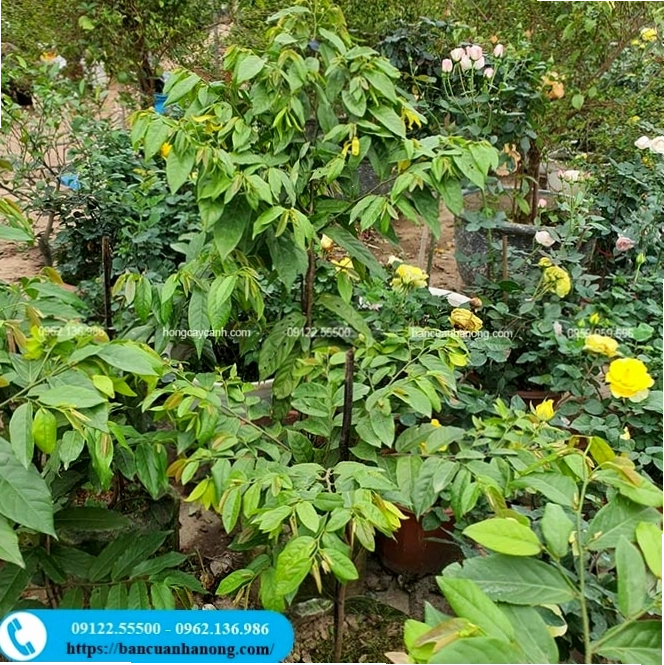 Cận cảnh một bông hoa dẻ thơm với những cánh hoa mềm mại