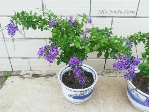 Cận cảnh những bông hoa chuỗi ngọc tím nở rộ