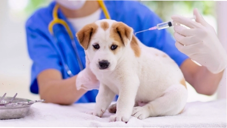 Cận cảnh phân chó bị bệnh Parvo có máu