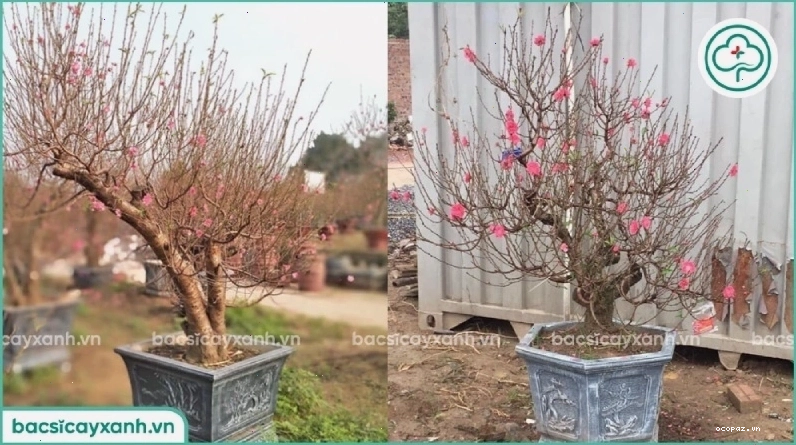 Cận cảnh vẻ đẹp của hoa đào tết
