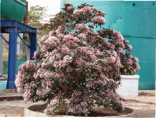Cận cảnh vẻ đẹp của hoa pháo bông
