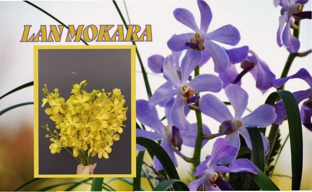 Cận cảnh vẻ đẹp tinh tế của hoa lan Mokara màu tím