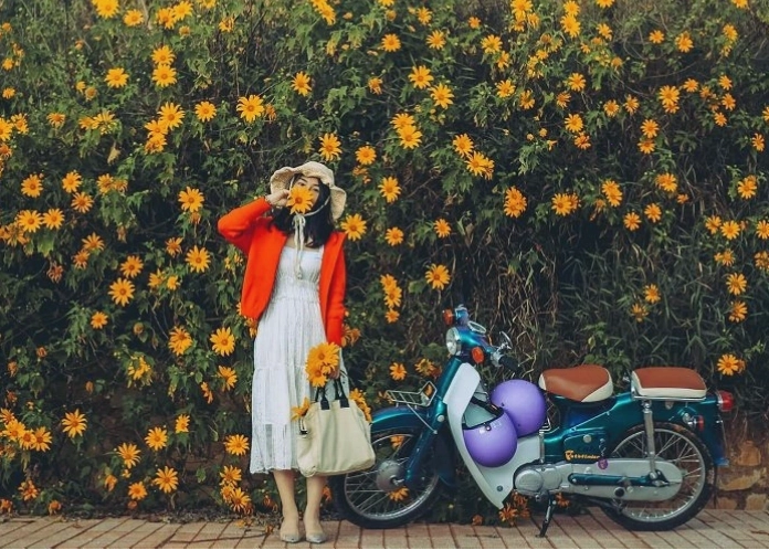Cánh đồng hoa dã quỳ vàng rực trải dài theo quốc lộ