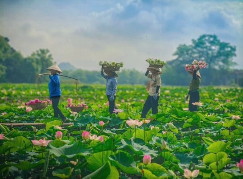 Cảnh quan hồ sen hùng vĩ tại Ninh Bình dưới chân núi