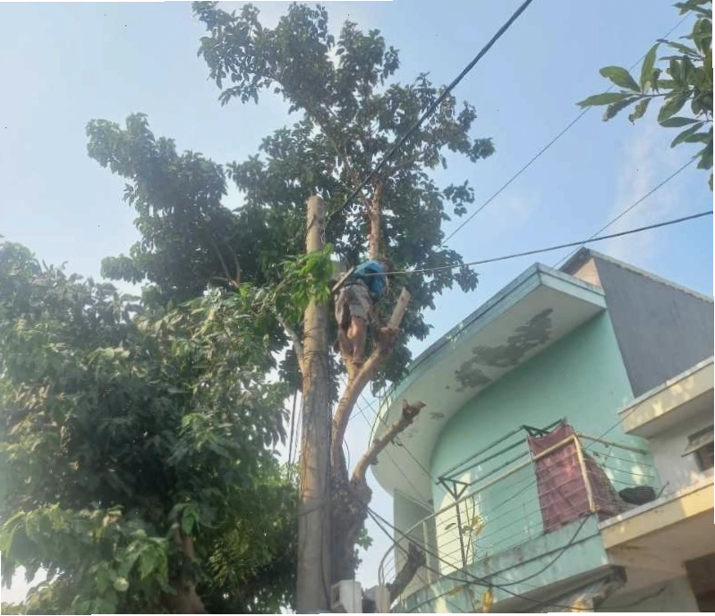 Cắt hạ cây xanh có nguy cơ gãy đổ, đảm bảo an toàn cho khu vực xung quanh