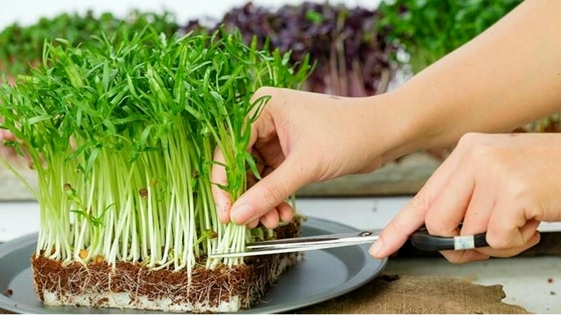 Cắt rau mầm theo cụm để thu hoạch