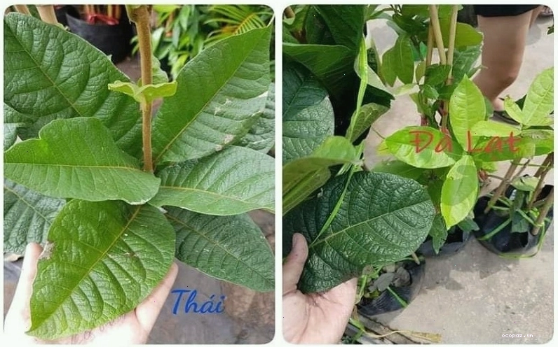 Cắt tỉa cành mai xanh Thái sau mùa hoa