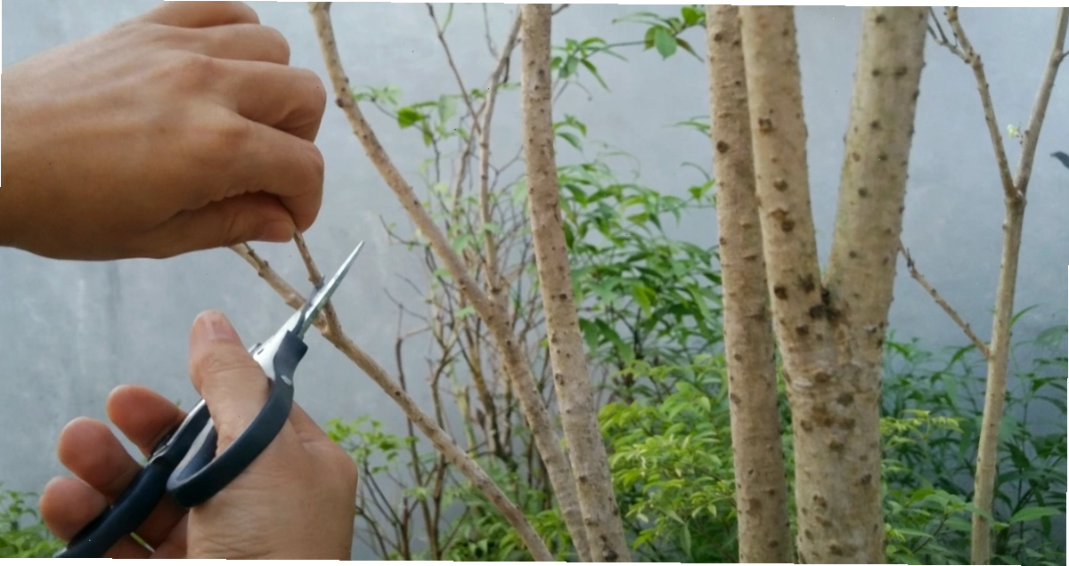 Cắt tỉa, tạo tán cho cây mộc hương