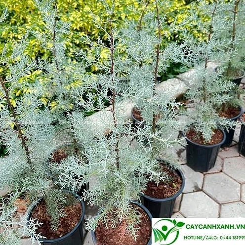 Cây bách băng xanh với tán lá rộng, thích hợp trồng công trình