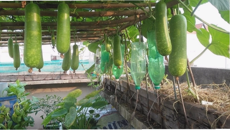 Cây bầu cho quả to và đẹp