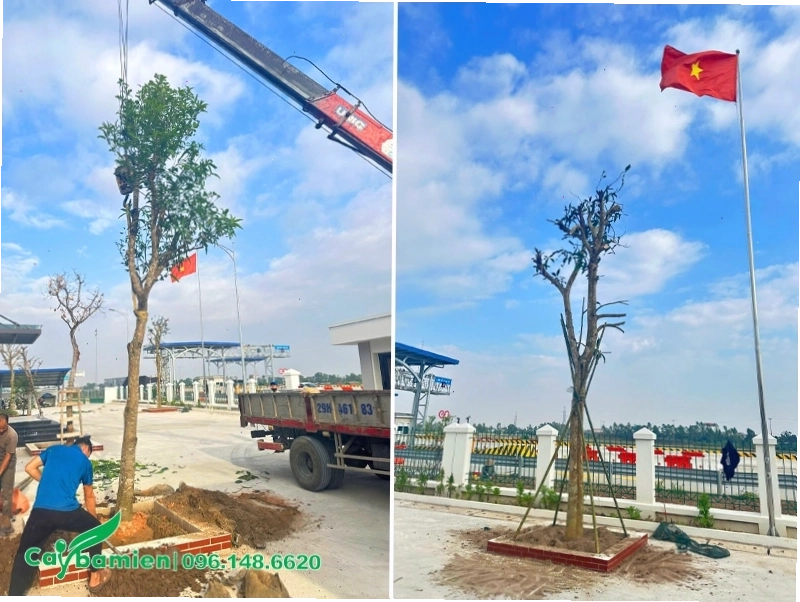 Cây bóng mát công trình cao lớn trồng tại khuôn viên công ty