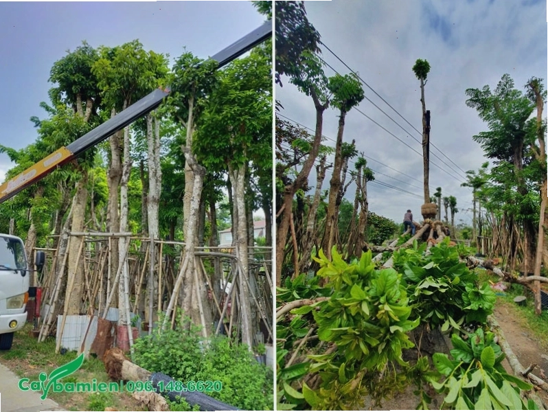 Cây bóng mát được ủ kỹ, sẵn sàng để vận chuyển