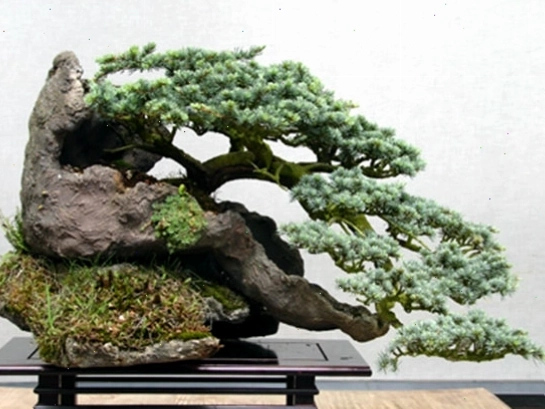 Cây bonsai dáng huyền đẹp nhất hiện nay