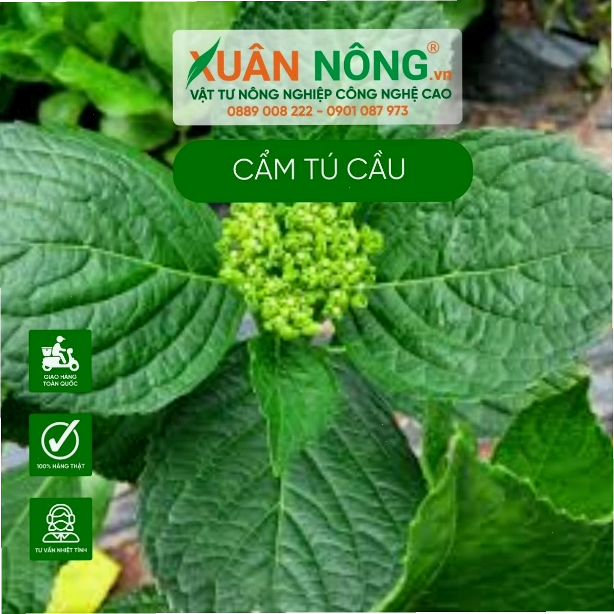 Cây cẩm tú cầu không ra hoa do thiếu dinh dưỡng hoặc ánh sáng không phù hợp