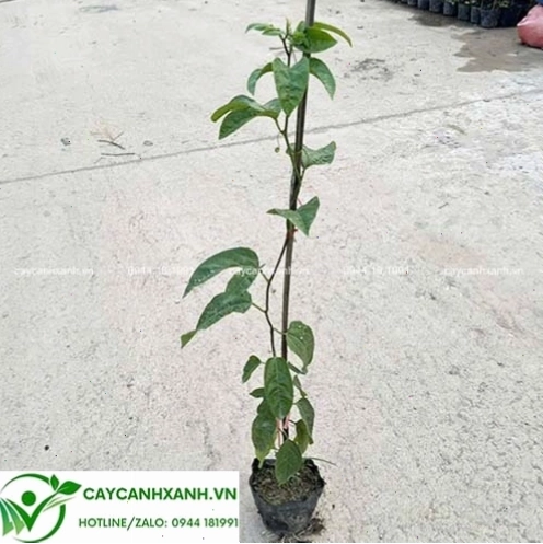 Cây chanh leo ra quả sai trĩu cành