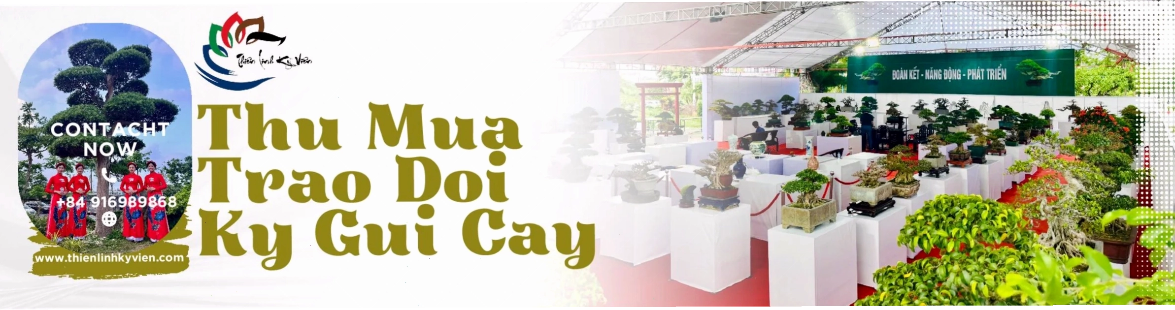 Cây dáng trực đặt ở vị trí trang trọng, thu hút tài lộc