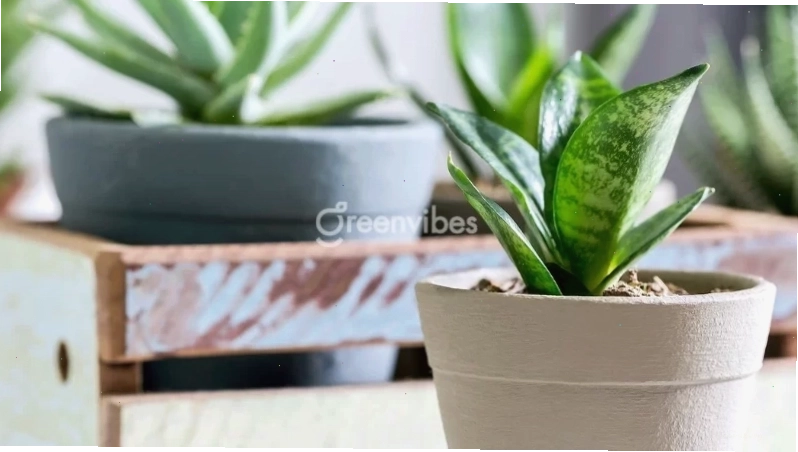 Cây dây nhện rủ xuống từ chậu treo ban công
