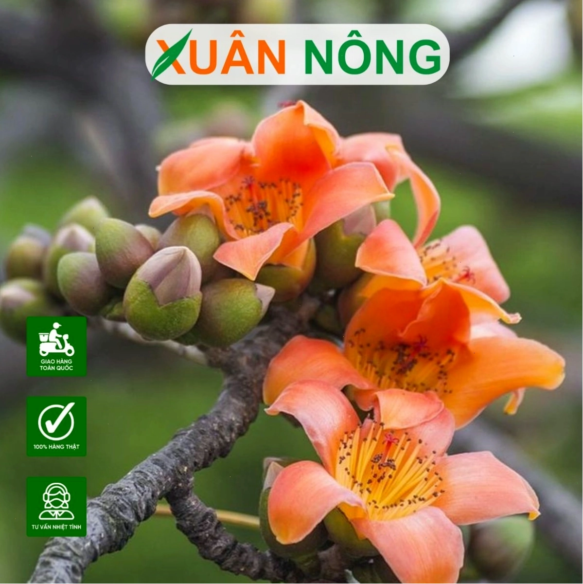 Cây gạo hoa trắng nở rộ khoe sắc tinh khôi