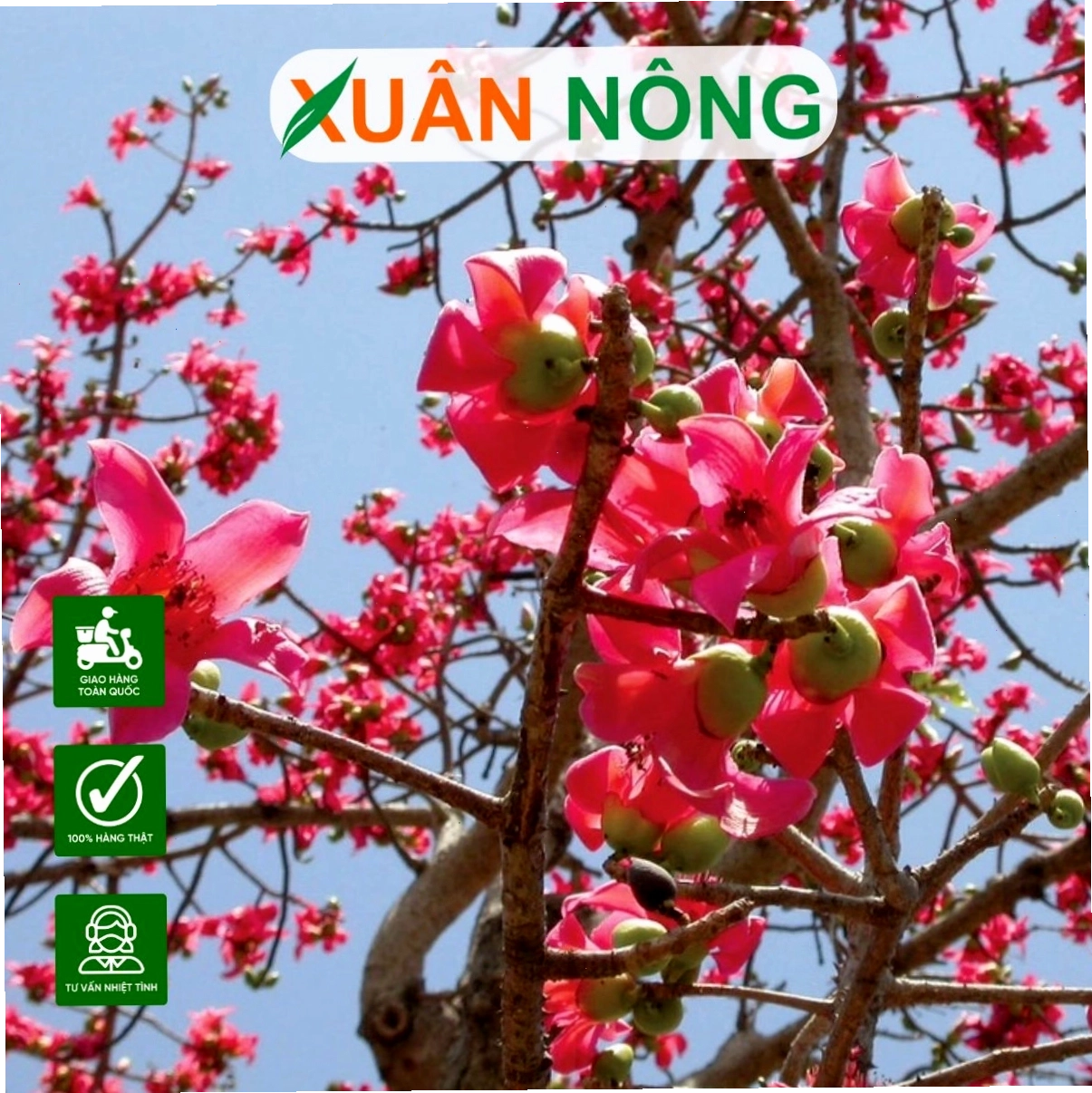 Cây gạo hoa trắng với thân cây cổ thụ và nhựa đỏ đặc trưng