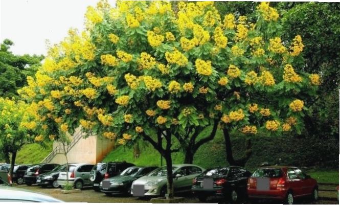 Cây giáng hương là loại cây tán rộng cho hoa đẹp và bóng mát