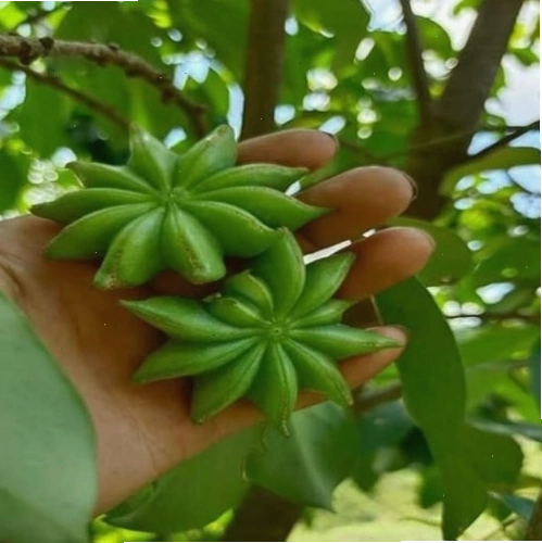 Cây giống hoa hồi khỏe mạnh sẵn sàng để trồng