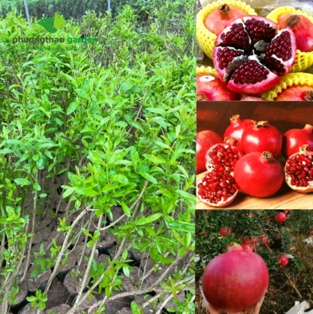 Cây giống lựu Peru khỏe mạnh cho năng suất cao
