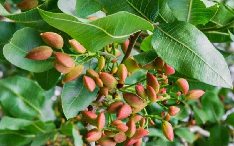 Cây hạt dẻ cười là cây hồ trăn có nguồn gốc từ Trung Á