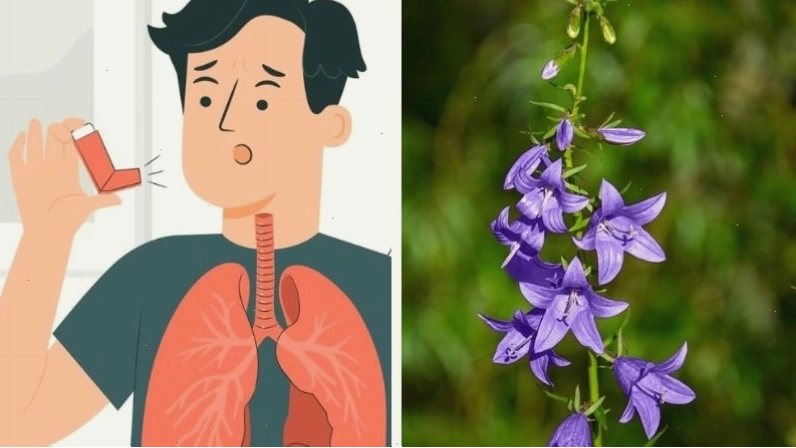 Cây hoa chuông có tiềm năng hỗ trợ điều trị hen suyễn tương đương với salbutamol sulfat