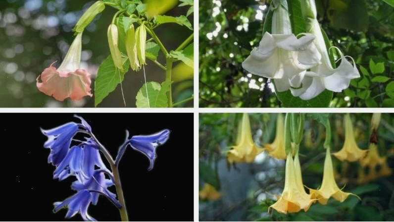 Cây hoa chuông với nhiều màu sắc khác nhau tạo nên sự đa dạng của loài Brugmansia sp.