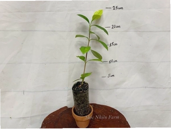 Cây hoa dành dành kép với những đóa hoa trắng muốt, cánh kép duyên dáng