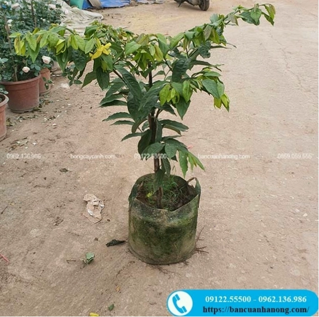 Cây hoa dẻ thơm với tán lá xanh mướt và những chùm hoa trắng nhỏ