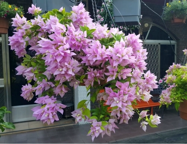 Cây hoa giấy nở rộ trước nhà, mang lại vẻ đẹp rực rỡ và may mắn