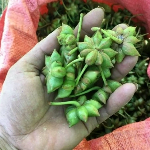 Cây hoa hồi non phát triển tốt trong điều kiện chăm sóc tối ưu
