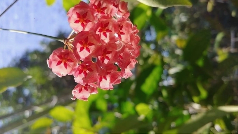 Cây Hoa Leo Cẩm Cù hình ngôi sao