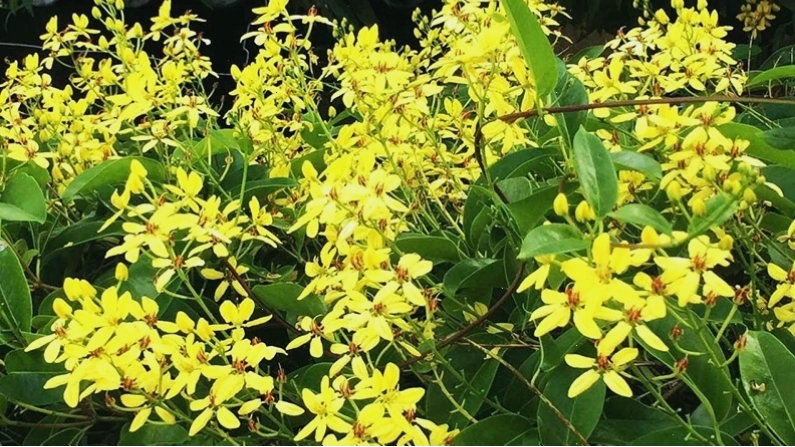 Cây Hoa Mai Hoàng Yến mang may mắn