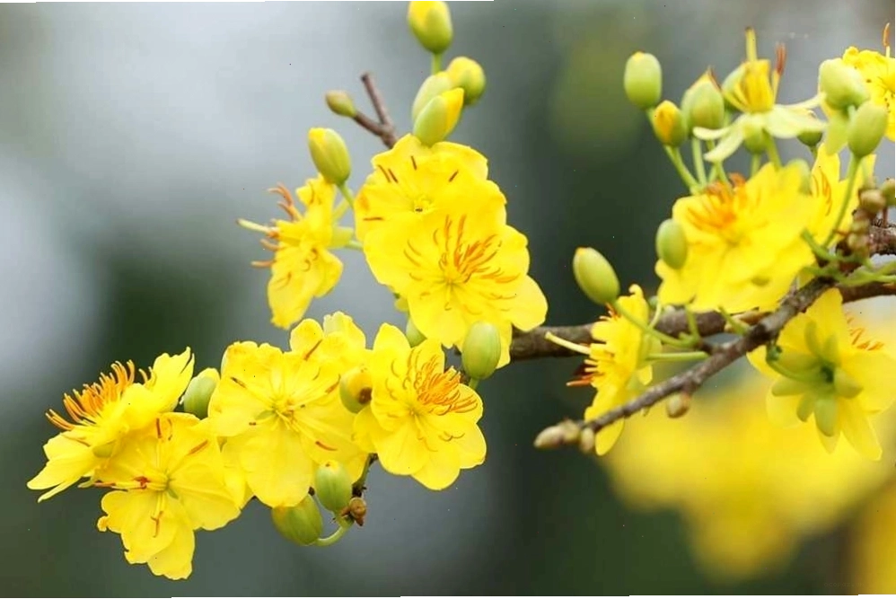 Cây hoa mai vàng rực rỡ trong ngày Tết, mang ý nghĩa may mắn và thịnh vượng