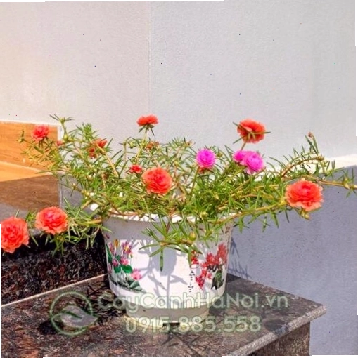 Cây hoa mười giờ thái có lá vàng do úng nước