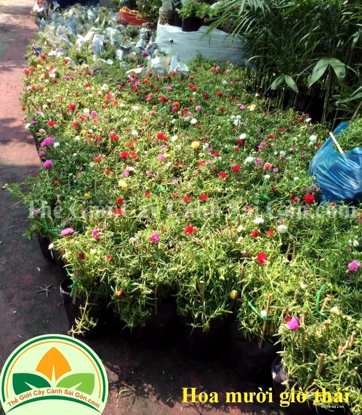Cây hoa mười giờ thái với nhiều nụ và hoa đang nở