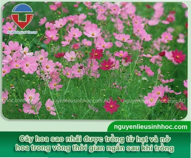 Cây hoa sao nhái ra hoa quanh năm nếu được chăm sóc tốt