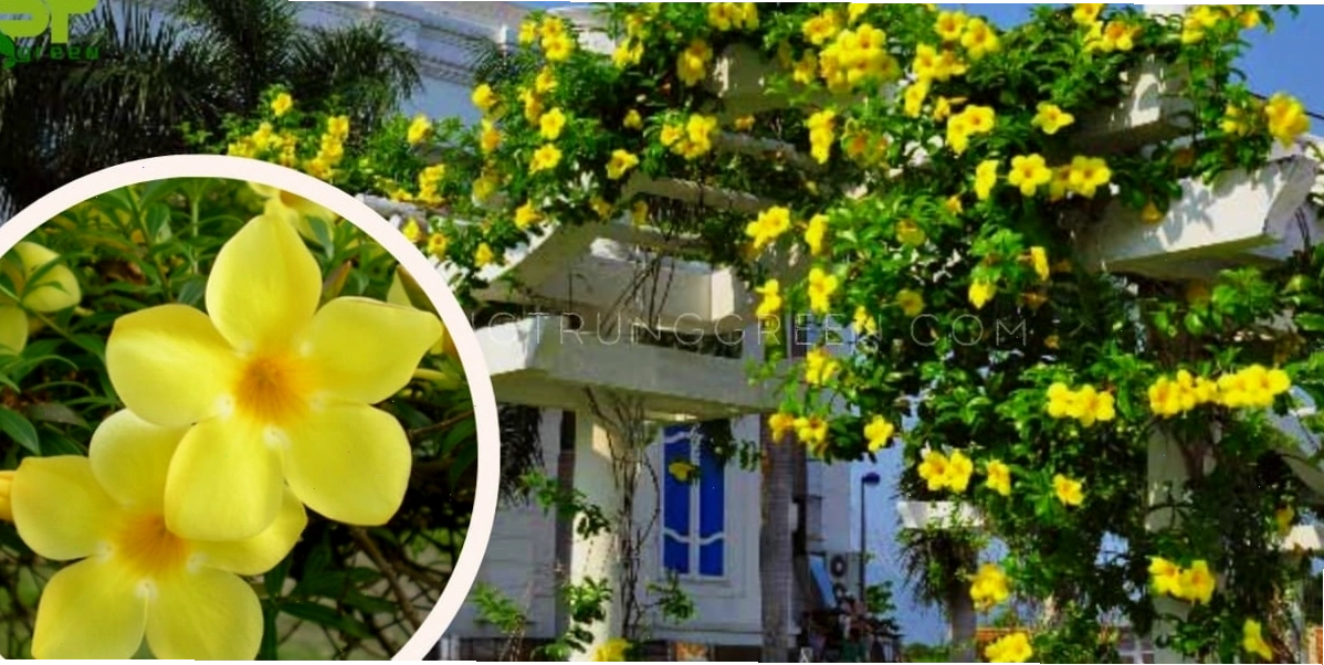 Cây huỳnh anh leo với hoa vàng rực rỡ