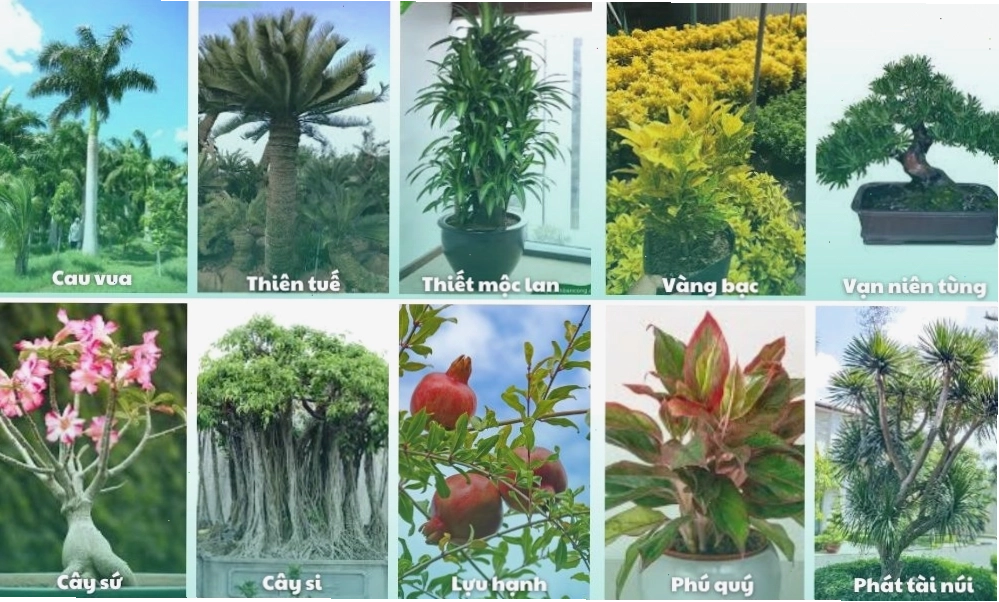 Cây Kim Tiền với lá xanh bóng đẹp tượng trưng cho tài lộc
