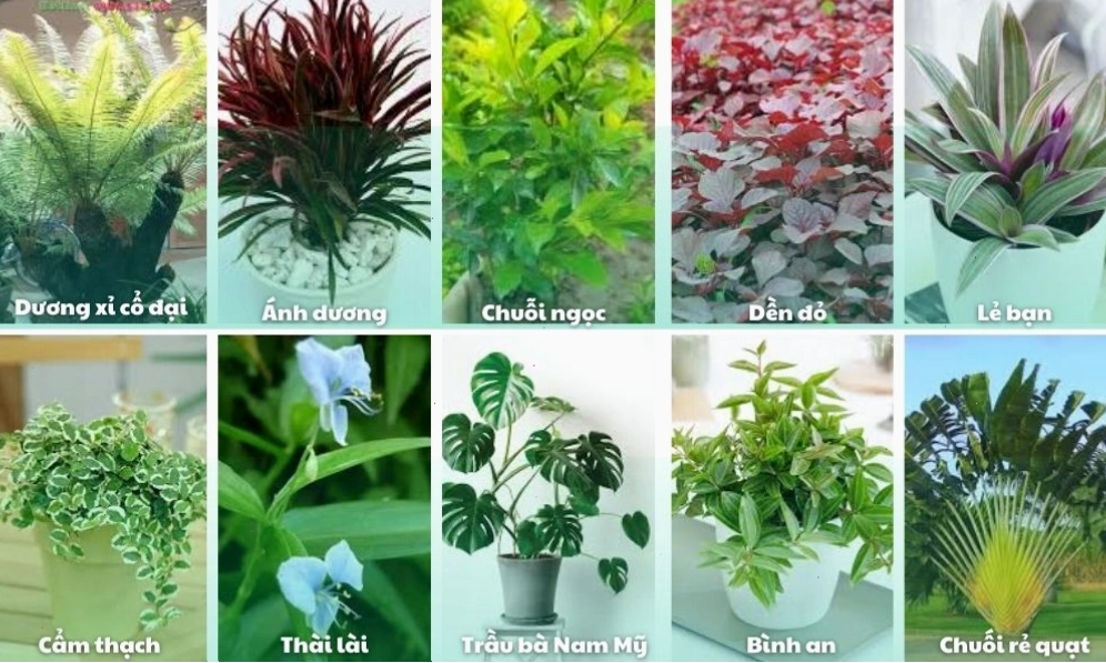 Cây Lan Ý mang lại vẻ đẹp thanh tao và không khí trong lành