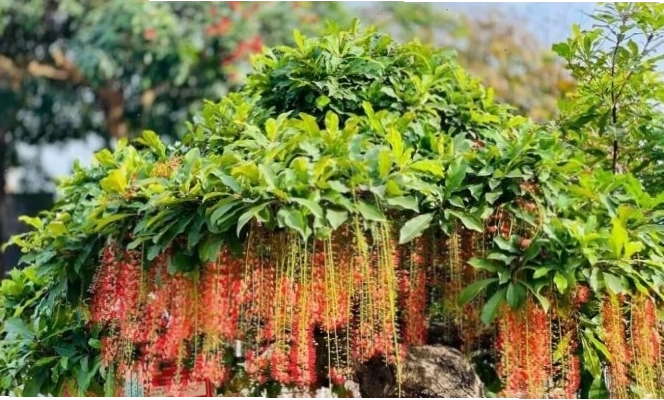 Cây lộc vừng là cây tán rộng có hoa đẹp