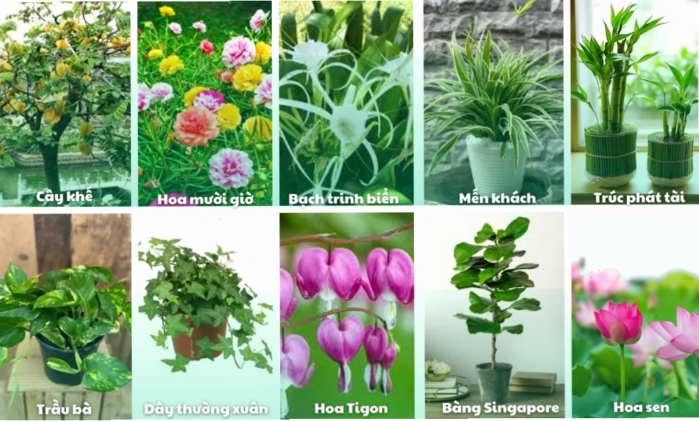 Cây Lưỡi Hổ với lá xanh cứng cáp phù hợp trồng văn phòng